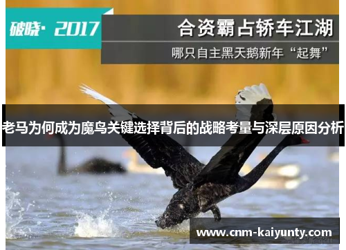 老马为何成为魔鸟关键选择背后的战略考量与深层原因分析